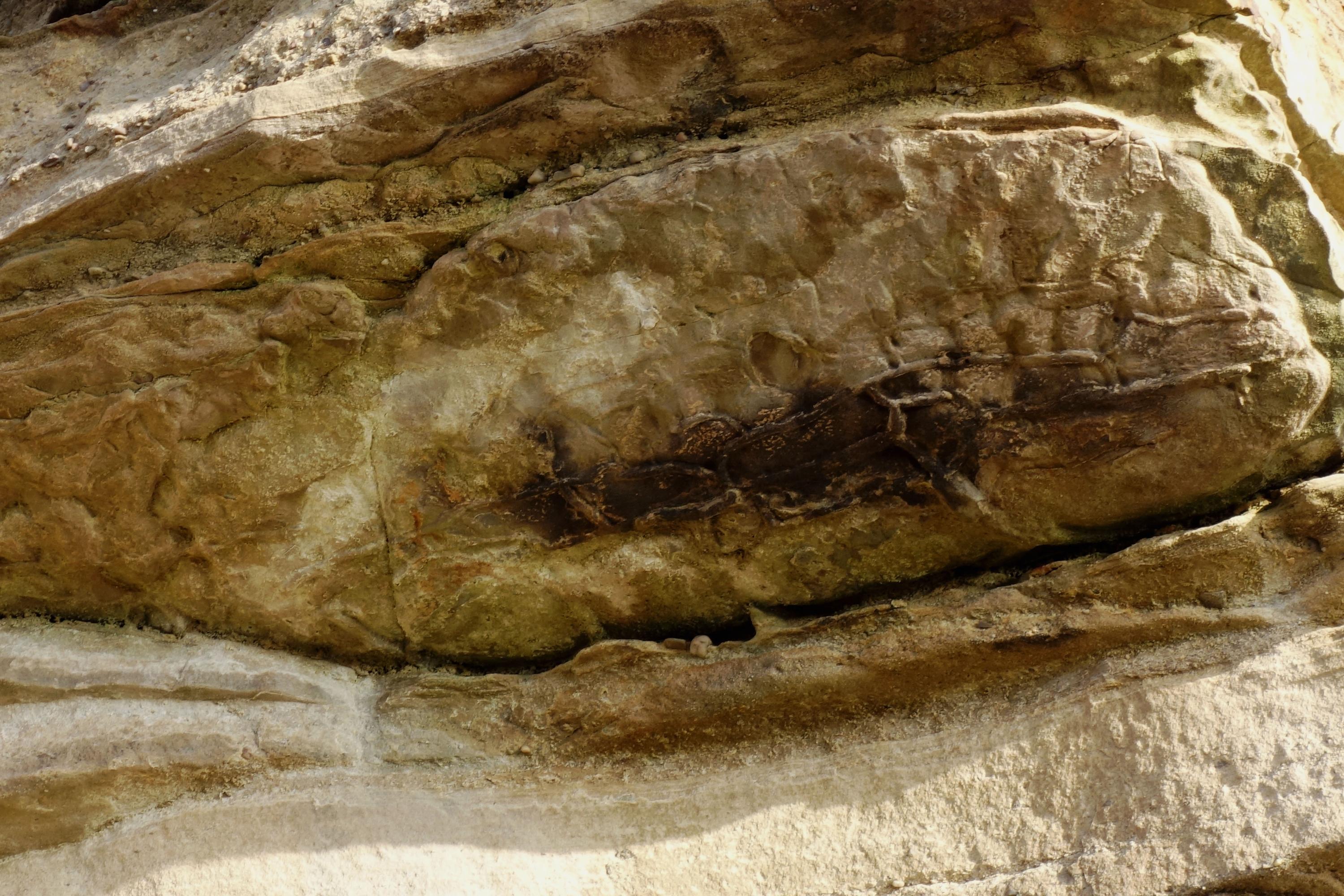 Masonshaugh Quarries and Burghead | SGT Geosites