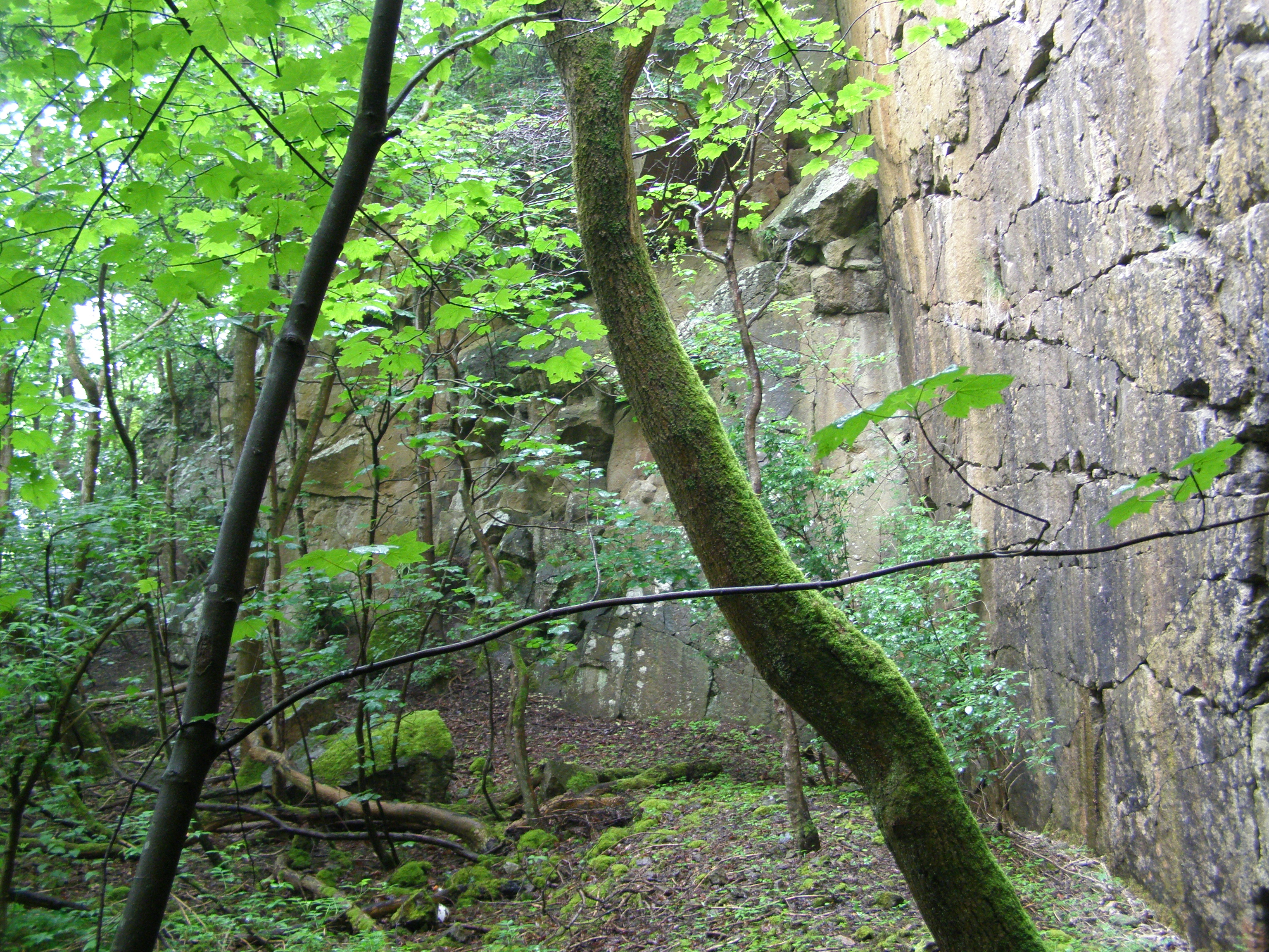Dingleton Quarry, Melrose | SGT Geosites